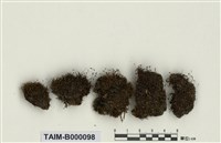 藏品(曲柄苔屬)的圖片